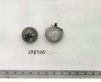 Click for 1 image(s) for this accession. FRUIT